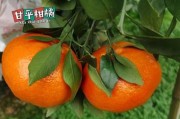 耙耙柑種植技術(shù)與管理（耙耙柑種植技術(shù)視頻資料）