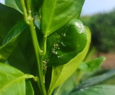 柑橘種植技術(shù)指導(dǎo)視頻_沃柑夏梢旺長不控梢會(huì)不會(huì)掉果