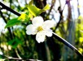 柑樹開(kāi)花可以打?；ū９巻幔ǜ虡溟_(kāi)花可以打?；ū９巻釄D片）