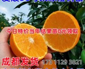 包含愛媛153號柑橘品種介紹的詞條