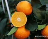 柑橘樹(shù)種植品類，成都柑橘樹(shù)苗批發(fā)基地，如何提高柑橘的品質(zhì)？