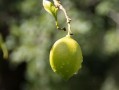 今年新會(huì)柑價(jià)格走勢深度解析：市場供需變化與產(chǎn)區(qū)動(dòng)態(tài)全觀察