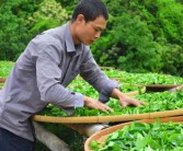 柑普茶葉多少錢（柑普茶的功效與作用價(jià)格多少錢）