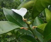 漓江鎮(zhèn)柑橘種植技術(shù)規(guī)程_你最想去湖北哪里旅游