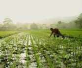 沃柑種植株距多少米好（沃柑栽苗技術(shù)）