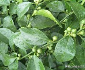 陰雨天柑橘種植技術_黃皮樹怎樣做才粗與壯