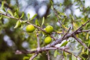 柑橘果樹(shù)種植前修剪技術(shù)視頻（柑橘樹(shù)修剪教你個(gè)土辦法）