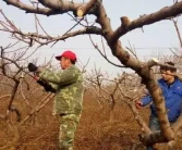 愛媛柑橘怎么修剪好看視頻_哪一款修剪短視頻應用能自動免費生成字幕