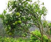 柑橘根系的各種病蟲害_種植者如何做好防范實現(xiàn)增產(chǎn)增收