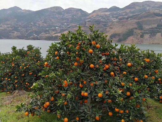 金華源東柑橘種植技術(shù)_剛買的柑橘怎么種植