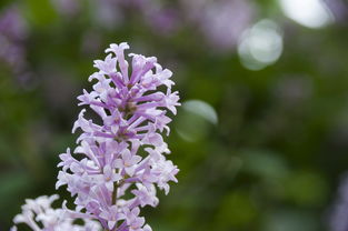 柑橘出冬梢有什么危害好處（柑橘冬芽怎么處理）