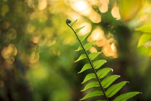 新會(huì)柑種植技術(shù)論文（新會(huì)柑種植技術(shù)指南）