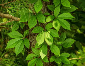 柑橘膨果期沙皮?。ǜ涕偕捌げ〉陌l(fā)生規(guī)律和防治方法）