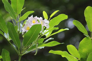 愛(ài)莎柑橘種植技術(shù)要點(diǎn)有哪些（愛(ài)莎柑橘幾年一一結(jié)果）