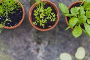 夏季成熟柑橘新品種晚熟8號(hào)種植技術(shù)要點(diǎn)包括（夏季成熟柑橘新品種晚熟8號(hào)種植技術(shù)要點(diǎn)包括）