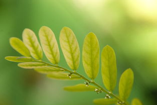 柑橘樹葉背面有黃白斑點(diǎn)什么病（柑橘樹葉葉背有白色粉末）