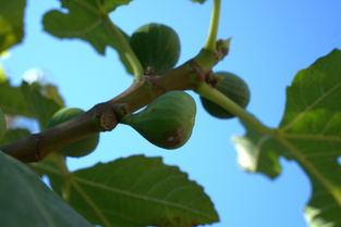 柑橘夏梢怎么修剪圖解（柑橘夏季修剪的基本方法有哪三種）