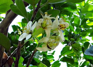 甘平柑橘技術(shù)（甘平柑橘種植技術(shù)）