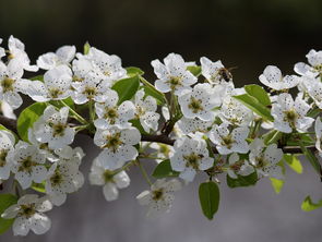 柑橘樹(shù)種植技術(shù)管理視頻教學(xué)（柑橘樹(shù)栽培技術(shù)）