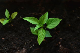 柑橘種植技術(shù)及收種（柑橘種植技術(shù)規(guī)程）