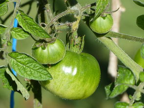 柑橘不開(kāi)花用什么藥治（柑橘不開(kāi)花用什么藥治病）