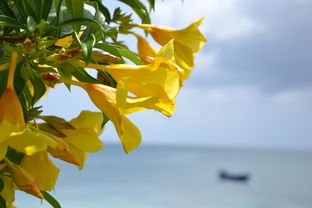 沃柑樹幾月份發(fā)芽開花（沃柑什么時候結(jié)果）