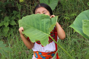 沃柑幼樹開花怎么管理視頻（沃柑幼樹栽培管理視頻）