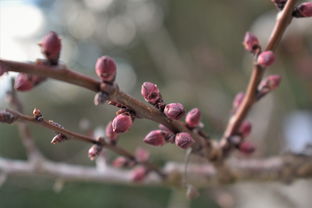 柑橘樹幾月份出春梢呢（柑橘樹在春季幾月發(fā)芽）