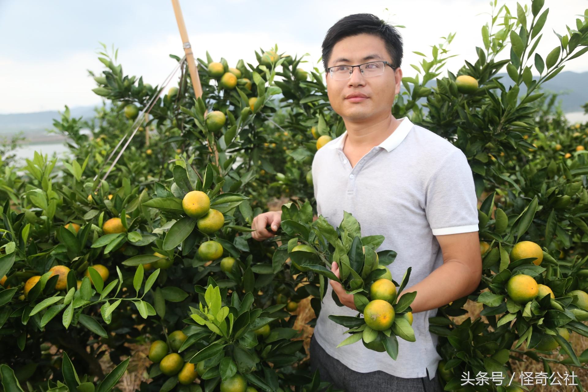 廣西種植由良柑橘新品種_愛莎柑橘與由良柑橘哪個(gè)品種好