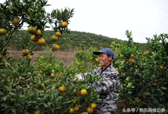 河北哪里有新品種柑橘樹苗_果樹新品種是若何培育出來的