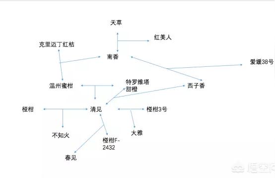 紅美人柑橘苗新品種_紅美人是熱性仍是涼性