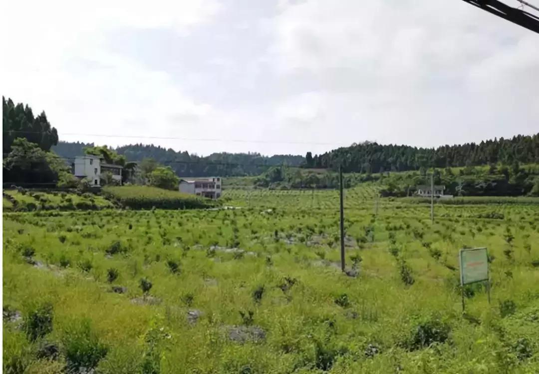 四川柑橘種植時(shí)間和季節(jié)_柑橘種植以梢控梢如何操做