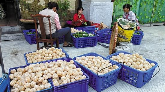 廣東江門市求購新會柑苗_廣西茶枝柑與新會茶枝柑的區(qū)別